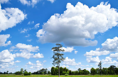 Panoramic shot of trees on field against sky
