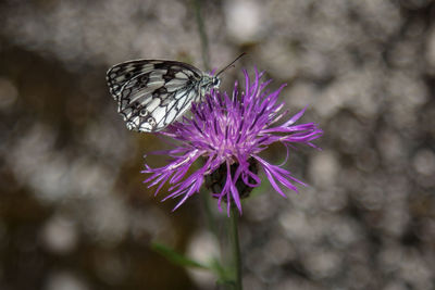 Close-up of butterfly pollinating on purple flower