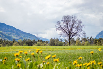 Scenic view of flowering field against sky