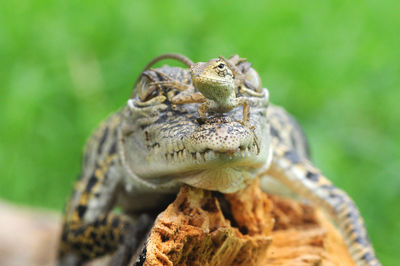 Close-up of lizard