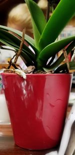 Close-up of potted plant in pot