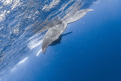 A baby humpback whale in okinawa, japan