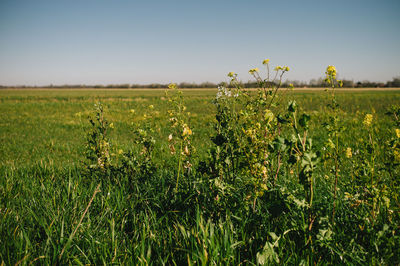 Scenic view of agricultural field against sky