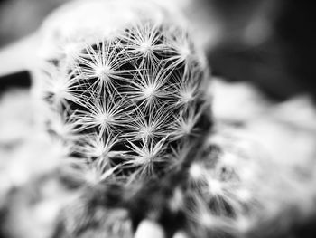 Close-up of cactus plant