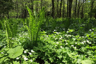 Scenic view of forest