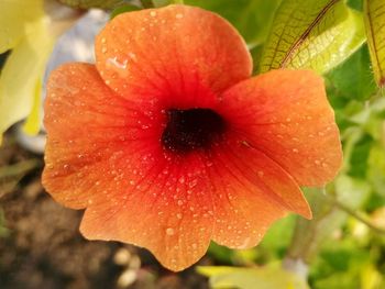Close-up of wet flower blooming outdoors