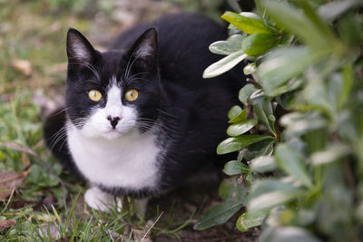 Beautiful black and white young cat in the garden. yellow eyes cat.