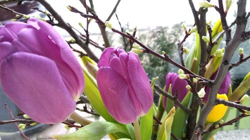 Close-up of pink flowering plant