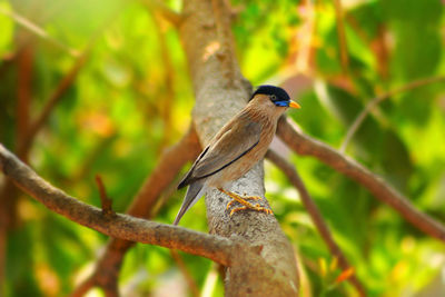 Close-up of bird perching on branch