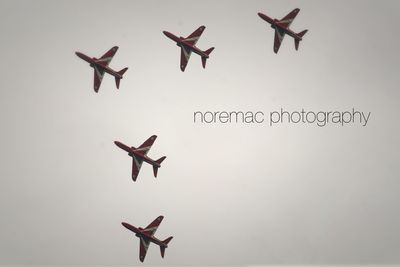 Flock of birds flying over white background