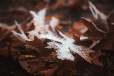 Close-up of dry autumn leaves on snow