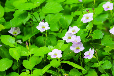 High angle view of purple flowering plants