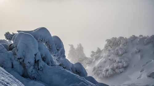 Snowbound mountain pines on hahnenkamm