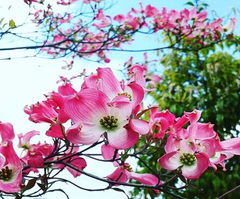 Close-up of pink cherry blossom tree