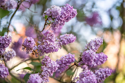 Close-up of purple flowering plants