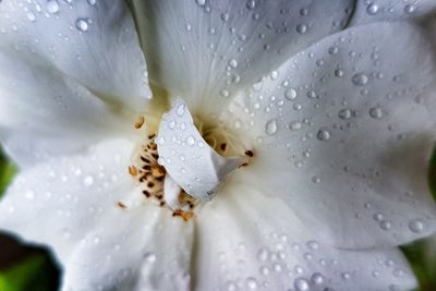 Close-up of wet white flower