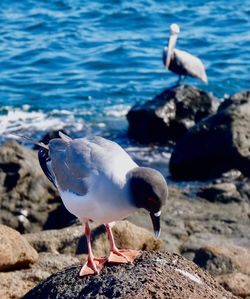 Close-up of seagull perching on rock at beach