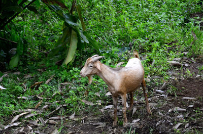 Sheep standing on field