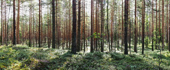 Trees growing in forest