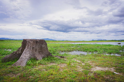 Scenic view of field against sky