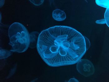 Close-up of blue jellyfish swimming
