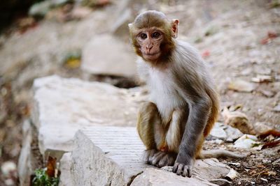 Portrait of monkey sitting outdoors