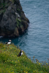 Bird perching on rock by sea