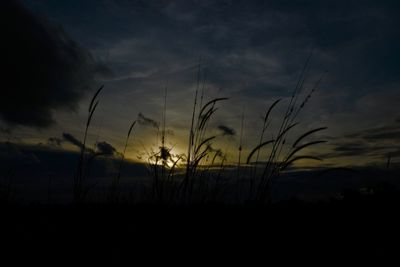 Silhouette plants on field against sky at sunset