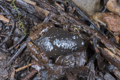 High angle view of crab in shallow water