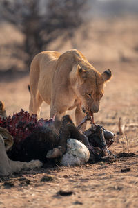 Lioness stands