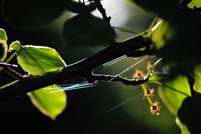 Close-up of green leaves on branch