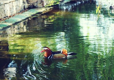 Duck swimming in lake