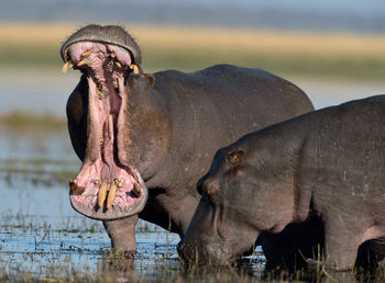The common hippopotamus  hippo lying in water