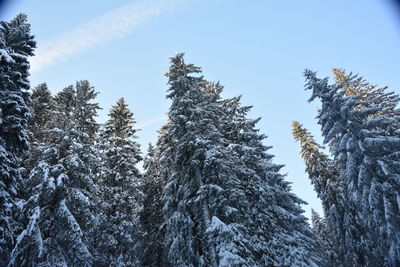 Low angle view of pine trees against sky during winter