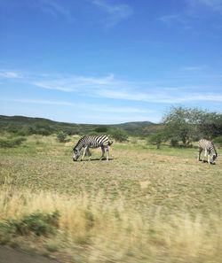 Horse cart on landscape against sky