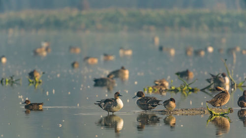 Closeup shot of migratory bird perching on the lake water