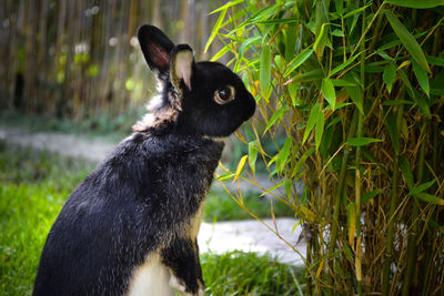 Close-up of black sitting on field