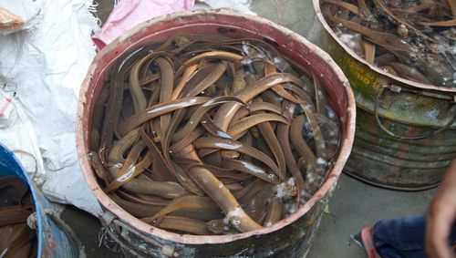 Eels in container at fish market