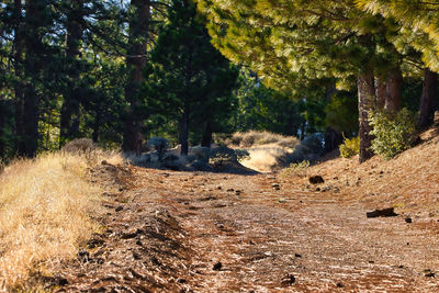 Dirt road amidst trees in forest