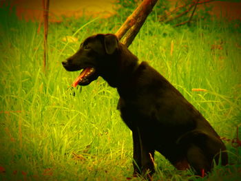 Close-up of dog on field