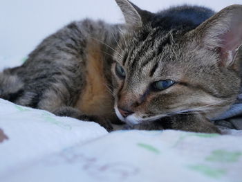 Close-up of cat resting on bed