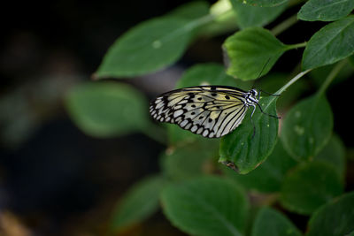 Butterfly on leaf