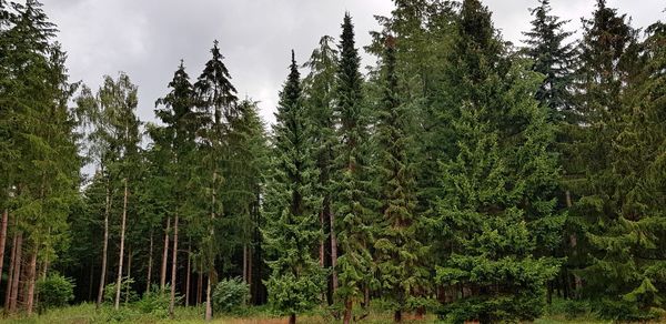 Pine trees in forest against sky