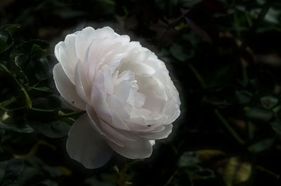 Close-up of white flower