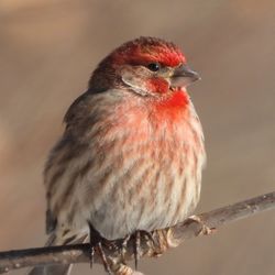 Close-up of bird