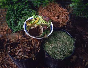 Plants growing on field