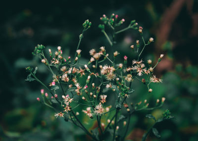 Close-up of flowering plant