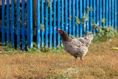 Side view of a bird on field