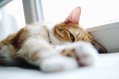 Close-up of cat lying on floor