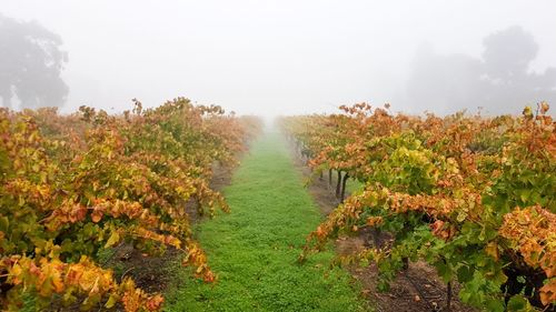 Trees on landscape against sky during autumn